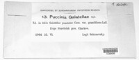 Puccinia galatellae image